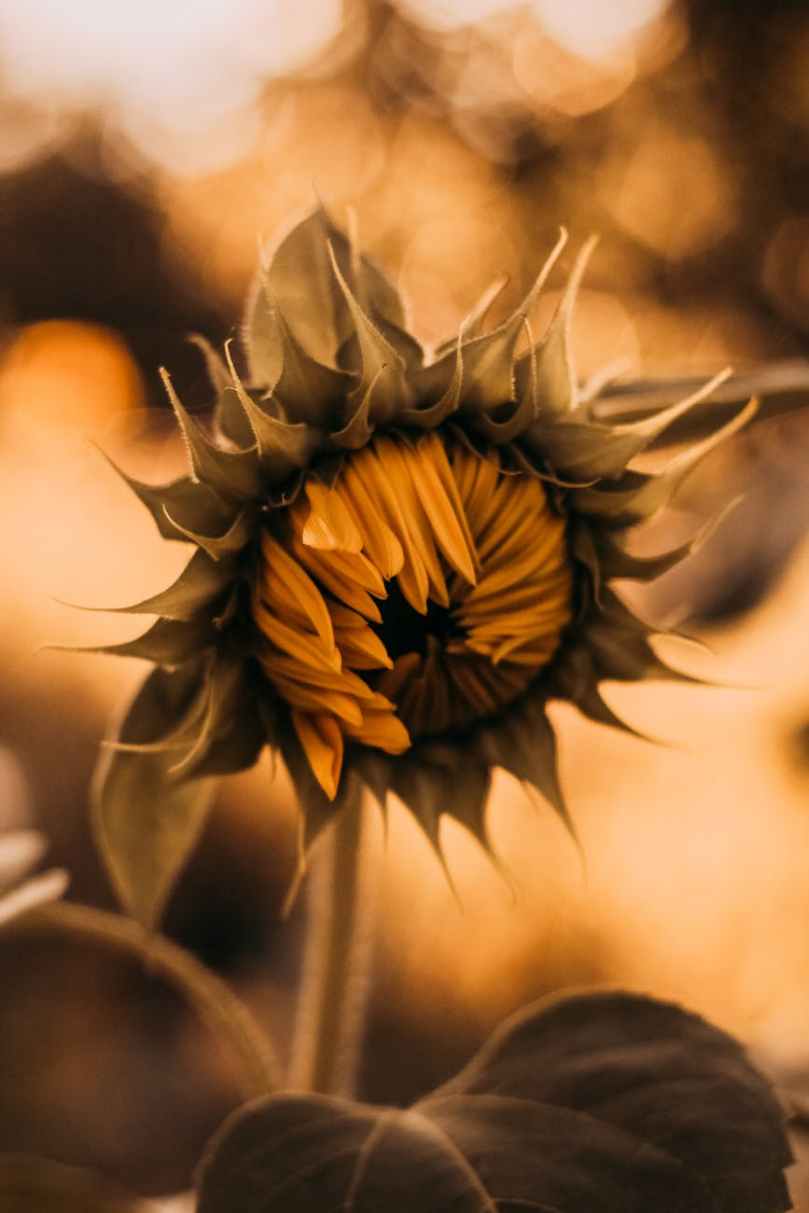 close up photography of sunflower